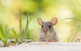 Những con giáp tình yêu rực rỡ, hái ra tiền ngày cuối tuần 13/8