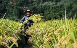 Lý do Trung Quốc đang đau đầu tìm cách 'nuôi' 1,4 tỷ dân