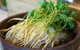 Chuyên gia nói gì về trào lưu ăn nhân sâm mầm thay rau để cải thiện sức khỏe?