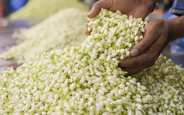 ‘Ngọc trắng’ phổ biến ở Việt Nam sang nước ngoài là vật quý, bán hơn 500 nghìn/kg, phần chiết xuất còn lên tới hơn 100 triệu đồng/lít: Bí quyết nằm ở quy trình sản xuất đặc biệt