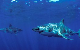 Kỳ lạ hai con cá mập trắng đực cùng nhau bơi đi hàng ngàn dặm