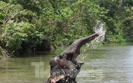 Ngừng chở khách, voi thỏa thích 'vui đùa' dưới nước khi được thả về rừng