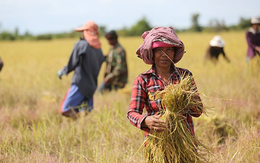 Quốc gia 'sát sườn' Việt Nam với giấc mơ trở thành ‘vựa gạo của ASEAN’