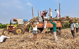 Ấn Độ lần đầu tiên ban hành lệnh cấm xuất khẩu đường sau 7 năm