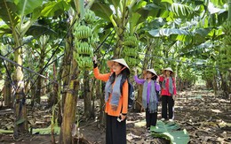 Có một “thủ phủ” trái cây khách du lịch ít biết ở Đồng Nai