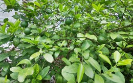 Loại lá cây rẻ bèo ở Việt Nam sang nước ngoài lại "đắt hơn tôm tươi", bán hơn 8 triệu đồng/kg vẫn đầy người mua