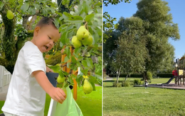 Vườn nhà bố mẹ chồng Hồ Ngọc Hà ở Thụy Điển: Cây ăn trái trĩu cành, Leon - Lisa tha hồ hái quả
