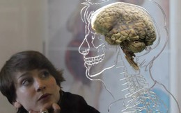 Con người sử dụng bao nhiêu phần trăm bộ não mỗi ngày?