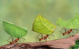 Thiên nhiên kỳ thú: Vương quốc dưới lòng đất của loài kiến cắt lá
