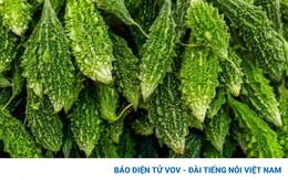 Tại sao nên thêm mướp đắng vào chế độ ăn uống hằng ngày?