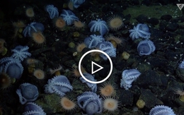 Khu vườn bạch tuộc dưới đáy biển lớn nhất thế giới