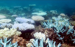 Phát hiện hai quần thể san hô quý hiếm ở Cuba