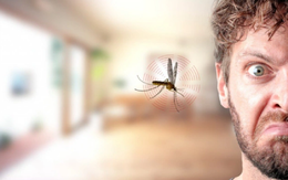 Tại sao tắt điện thì muỗi kêu vo ve, bật điện lên lại không thấy đâu?
