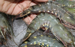Tuyệt đối không mua tôm nếu có những dấu hiệu này