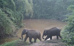 Báo nước ngoài nói về ‘thẻ căn cước’ của voi hoang dã Việt Nam