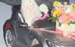 Video mèo trao nhẫn cưới hút triệu view