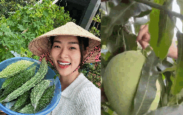Cận cảnh khu vườn sân thượng trong nhà phố của Diệp Bảo Ngọc: Tự mình bắt sâu hái quả, không cần đi chợ mỗi ngày