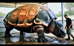 Cứ ngỡ “cụ rùa” Tây Du Ký là tưởng tượng, hóa ra 'bản real' dài 5m từng sống trên Trái đất