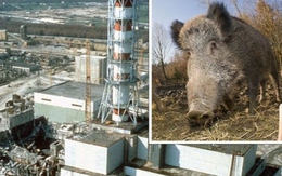 Thảm họa hạt nhân Chernobyl: Vì sao lợn rừng tại Tây Âu vẫn nhiễm phóng xạ sau 37 năm?