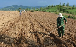 Một loại nông sản Việt đang được Nhật Bản chi mạnh tay mua trong 8 tháng đầu năm, là mặt hàng Việt Nam xuất khẩu đứng thứ 2 thế giới