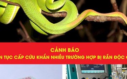 Hai phụ nữ suýt mất mạng vì rắn độc trong vườn nhà