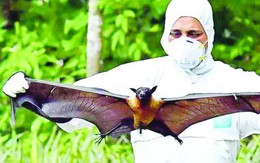 Cảnh giác trước sự lây lan của virus Nipah