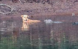 Chú chó bị dồn xuống sông đầy cá sấu, diễn biến kinh ngạc tiếp theo khiến nhân chứng không tin nổi