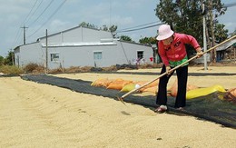 Được mùa được giá, 'hạt vàng' của Việt Nam đang được một quốc gia châu Phi cực ưa chuộng, xuất khẩu tăng hơn 3.000% trong 8 tháng đầu năm