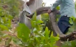 CLIP: Vây bắt trăn đất "khủng" chuyên ăn dê của người dân