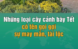 Những loại cây cảnh bày Tết có tên gọi gợi sự may mắn, tài lộc và vượng khí