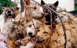 Bộ Ngoại giao Việt Nam nói về khả năng cấm thịt chó
