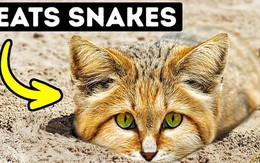 Vì sao mèo sa mạc có thể ăn rắn độc mà không bị nhiễm độc?