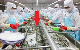 Mặt hàng của Việt Nam được 100 quốc gia nhập về ăn, doanh thu hơn 3 tỷ USD, sản lượng vượt 1 triệu tấn