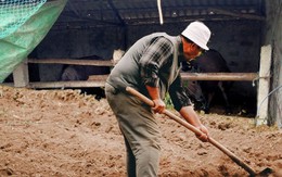 Chàng trai vô tình tìm thấy "bãi phế liệu" bị bỏ hoang ở chuồng bò, hoá ra là kho báu trị giá hàng chục tỷ đồng