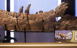 Mỹ: Xuất hiện "vua quái vật" dài 12 m, nguy hiểm hơn T-rex