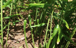 'Kho báu' nghìn tỷ dưới lòng đất của Việt Nam: Hiếm có khó tìm trên thế giới, bao nhiêu Trung Quốc cũng mua - nhập khẩu tăng 400%