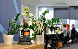 7 loại cây giúp giảm căng thẳng ở văn phòng