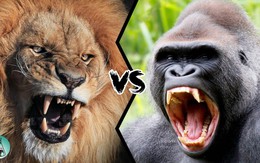 Đại chiến giữa sư tử và khỉ đột: 4 yếu tố khiến cuộc đối đầu hóa khó lường