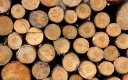 Chốt năm 2023, mặt hàng này đem về cho Việt Nam 16 tỷ USD, Ấn Độ không ngừng đổ tiền mua, Mỹ, Trung Quốc tích cực săn đón