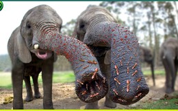 Chuyện "kiến giết voi" có thể xảy ra thật trong tự nhiên không? Nhà khoa học lý giải