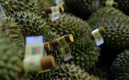 'Vua các loại trái cây' của Việt Nam xưng vương ở Trung Quốc: Người dân trở thành tín đồ, buộc Thái Lan nhường thị phần trong 'miếng bánh' khổng lồ