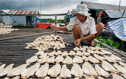 Việt Nam sở hữu kho báu dưới nước được 2/3 thế giới 'thèm khát': Người Trung Quốc thừa nhận 'ăn đứt' hàng nội, thu về hàng tỷ USD năm qua
