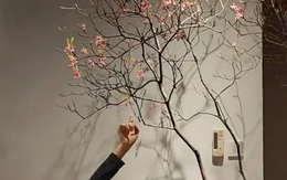 Không phải đào, mai, quất, loại cây độc lạ giá tới 10 triệu/cành: Từ một vùng núi thiêng ở Việt Nam