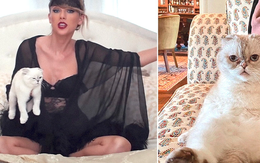 Khi thú cưng cũng tự kiếm ra tiền: Chú mèo của Taylor Swift sở hữu 97 triệu USD, chó Gunther VI có cả công ty quản lý khối tài sản 12.000 tỷ
