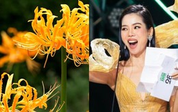 Hoa bỉ ngạn đang gây sốt có thật không?