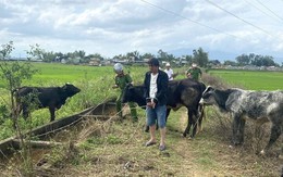 Thuê xe tải ở Đà Nẵng, người đàn ông chạy vào Quảng Nam trộm 7 con bò