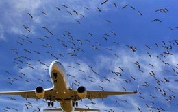 Chi hàng trăm triệu lắp máy đuổi chim hoành hành ở sân bay