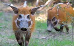 Red river hog: Loài lợn bảnh bao nhất thiên nhiên