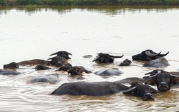 Siêu dự án 230ha trên “đất vàng” Hà Nội ôm đất gần 20 năm không triển khai, nay vào tay đại gia đến từ TPHCM