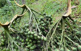 Thứ quả hay trồng quanh ngõ được thương nhân Trung Quốc ráo riết thu gom, giá tăng kỷ lục: 1 tấn quả đổi được 1 lượng vàng